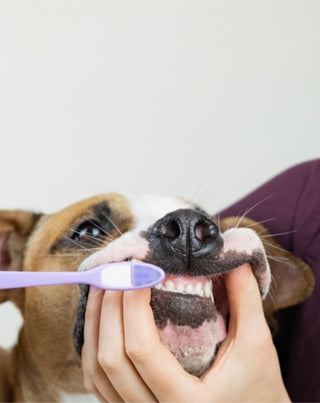 Η οδοντόκρεμα για σκύλους καρύδας-μπανάνας εξουδετερώνει την οσμή και αφαιρεί την πέτρα Auna For Fauna 30 ml - 2